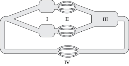Refer to the figure shown.   The most oxygenated blood would be found just exiting the structure(s)  at A)  I. B)  II. C)  III. D)  IV.