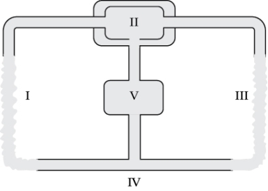 <strong>Refer to the figure shown.   This circulatory plan belongs to which group of animals?</strong> A) Cephalopod molluscs B) Invertebrates C) Fish D) Decapod crustaceans <div style=padding-top: 35px> 