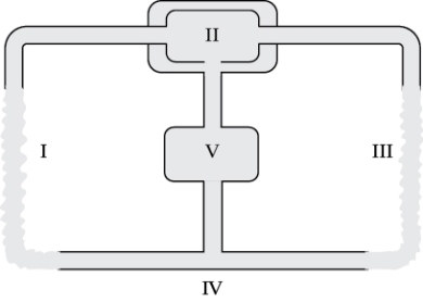 Refer to the figure shown.   The most oxygenated blood would be found A)  at I. B)  just exiting the structure at II. C)  at III. D)  just exiting the structure at V.
