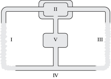Refer to the figure shown.   The wavy boundaries at I and III represent the A)  lack of vessels in the systemic tissues. B)  gills. C)  venous system. D)  branchio-pericardial sinuses.
