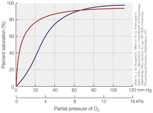 Refer to the figure shown.   Which statement regarding the figure is false? A) The right line depicts a pigment showing cooperativity. B) The left line depicts a pigment displaying no cooperativity. C) The left line could represent human hemoglobin. D) The left line displays a generally higher O2affinity compared to the right line.