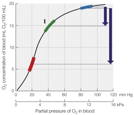 Refer to the figure shown.   The curve on the graph A)  represents oxygen delivery by human blood at rest and during vigorous exercise. B)  is a vertebrate oxygen dissociation curve. C)  is a mammalian oxygen dissociation curve. D)  represents the increase in oxygen concentration as blood travels to the lungs.