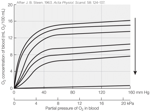 Refer to the figure shown.   The pattern of the curves in the figure demonstrates the _______ effect. A)  Haldane B)  Root C)  fixed-acid Bohr D)  CO<sub>2</sub> Bohr