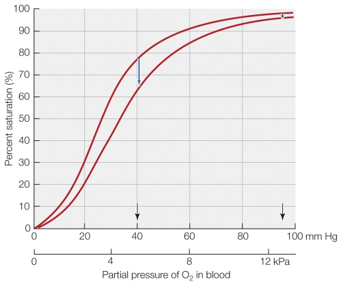 Refer to the figure.   The figure shown shows that a reduction in O<sub>2</sub> affinity A)  impairs O<sub>2</sub> unloading less than it enhances loading. B)  impairs O<sub>2</sub> unloading more than it enhances loading. C)  enhances O<sub>2</sub> unloading more than it impairs loading. D)  enhances O<sub>2</sub> unloading less than it impairs loading.