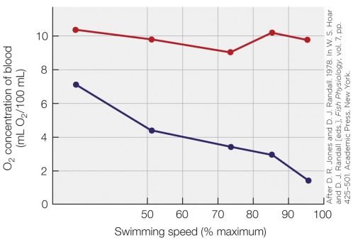 Refer to the figure.   According to the figure shown, which statement is the most accurate? A)  O<sub>2</sub> concentrations of arterial blood are inversely proportional to swimming speed. B)  As O<sub>2</sub> concentrations of blood drop in venous blood, swimming speed increases. C)  Cold-acclimated fish have a much lower saturation level during exercise than other fish do. D)  As swimming speed increases, the arterial blood remains nearly saturated while the venous blood decreases in saturation.