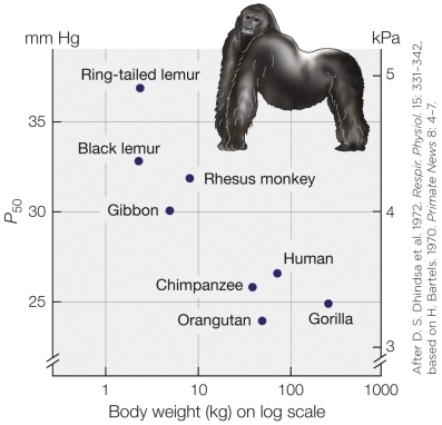 Refer to the figure.   The figure shows that A)  larger primates have fewer red blood cells than smaller primates do. B)  the whole blood of smaller primates has lower O<sub>2</sub> affinity than that of larger primates. C)  the whole blood of smaller primates has greater O<sub>2</sub> affinity than that of larger primates. D)  larger primates have more red blood cells than smaller primates do.