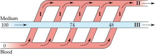 Refer to the figure shown.   O<sub>2</sub> partial pressures at II in the diagram are always _______ those at III. A)  equal to B)  lower than C)  higher than D)  half of