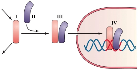 Refer to the figure shown.   Which area indicates free HIF-1? A)  I B)  II C)  III D)  IV
