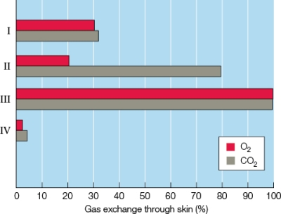 Refer to the figure shown.   Of the animals in the figure, which one represents a primarily aquatic animal using lungs as the primary source for O<sub>2</sub> uptake? A)  I B)  II C)  III D)  IV