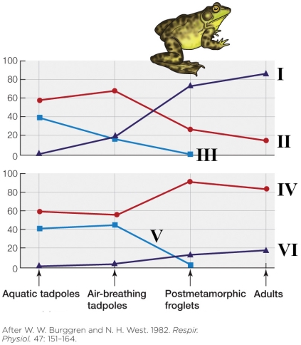 Refer to the figure shown.   Which pair of lines best represents the lungs of the bullfrog? A)  I and IV B)  II and IV C)  I and VI D)  III and V