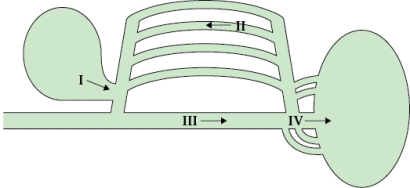 Refer to the figure shown.   The figure represents the respiratory system of which group of animals? A)  Amphibians B)  Reptiles C)  Birds D)  Fish
