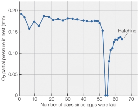 Refer to the figure shown.   According to the figure, what was the most likely cause of the zeroing of oxygen partial pressure in the nest? A)  The eggs grew rapidly and used up the available oxygen. B)  The nest was flooded with water. C)  An algal bloom rapidly used up the available oxygen. D)  The eggs hatched and rapidly used up the available oxygen.