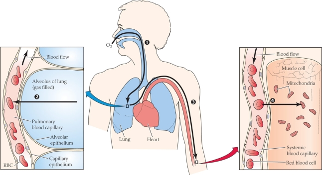 Refer to the figure shown.   Which of the following have the most similar O<sub>2</sub> partial pressures? A)  Ambient air and alveolar gas B)  Alveolar gas and arterial blood C)  Arterial blood and average systemic capillary blood D)  Average systemic capillary blood and mitochondria