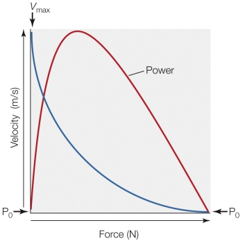 Refer to the figure shown.   If the muscle represented in the figure can produce a maximal power of 6 watts and has a V<sub>max</sub> of 1.5 m/s, what is its maximum isometric force? A)  0 newtons B)  4 newtons C)  9 newtons D)  40 newtons