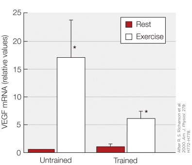 Refer to the figure shown.   According to the data in the figure, a single bout of endurance exercise A)  increases VEGF mRNA levels, and the increase is greater in muscle that is not used in exercising. B)  increases VEGF mRNA levels, and the increase is greater in muscle that has been trained. C)  decreases VEGF mRNA levels, and the decrease is greater in muscle that has been trained. D)  decreases VEGF mRNA levels, and the decrease is greater in muscle that is not used in exercising.
