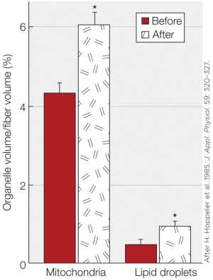 Refer to the figure shown.   The figure illustrates a part of the typical response of skeletal muscle to A)  endurance training. B)  resistance training. C)  immobilization. D)  detraining following resistance training.