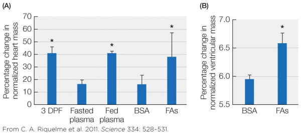 Refer to the figure showing the changes in heart mass of Burmese pythons 3 days after feeding (DPF) , infusion with plasma from fed or fasted snakes, or infusion with a solution of bovine serum albumin (BSA)  with or without three specific fatty acids (FA)  found in blood of fed snakes.   According to the figure, feeding increases heart mass primarily through A)  the influence of an unknown hormone in the blood. B)  the influence of the three fatty acids tested. C)  nervous signals generated when the stomach stretches. D)  the action of bovine serum albumin. 