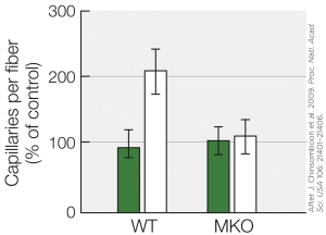 <strong>Refer to the figure shown.   What is the likely treatment in this figure?</strong> A) Microgravity B) Resistance training C) Endurance training D) Resistance training followed by detraining <div style=padding-top: 35px> 