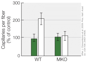 Refer to the figure shown.   What best explains the results for the experimental group of mice on the right of the figure? A)  The group of mice on the right lacked PGC-1α B)  The group of mice on the right was the control group C)  The group of mice on the right had an extra copy of PGC-1α D)  The group of mice on the right lacked myostatin