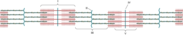 Refer to the figure shown.   Which area(s)  shorten(s)  during muscle contraction? A)  I B)  III C)  I and III D)  III and V