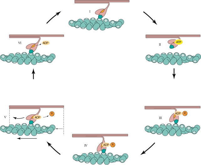 Refer to the figure shown.   In the figure, which panel represents the power stroke? A)  I B)  IV C)  V D)  VI