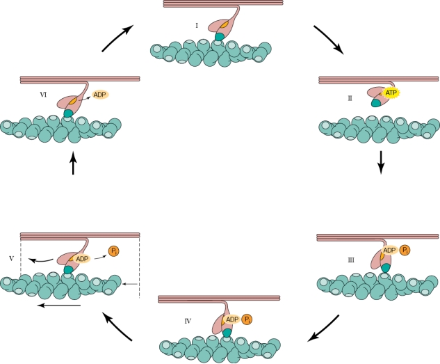 Refer to the figure shown.   In the figure, which panel, taken out of context, represents a state where muscle relaxation could be occurring? A)  I B)  II C)  IV D)  VI