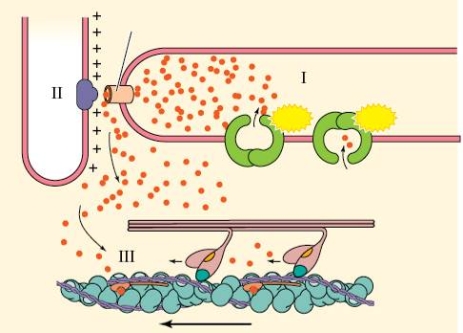 Refer to the figure shown.   What is the best explanation for the release of the dots at area II? A)  DHPR actively pumping B)  DHPR changes conformation due to depolarization C)  RyR channel actively pumping D)  RyR changes conformation due to depolarization