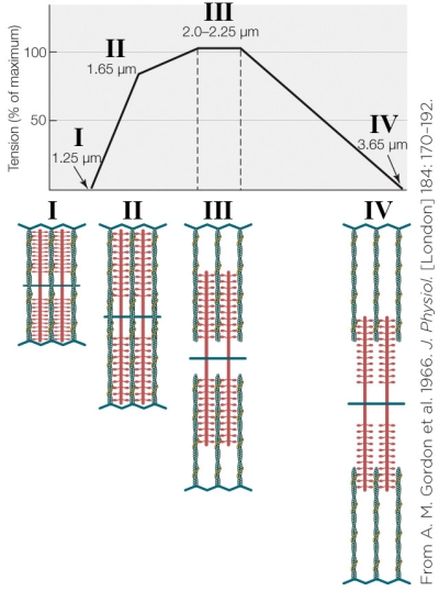 Refer to the figure shown.   Which number on the diagram represents the most optimal positioning of actin and myosin before contraction? A)  I B)  II C)  III D)  IV