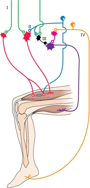 Refer to the figure shown.   Which numeral in the figure represents the 1a afferent pathway? A)  I B)  II C)  III D)  IV