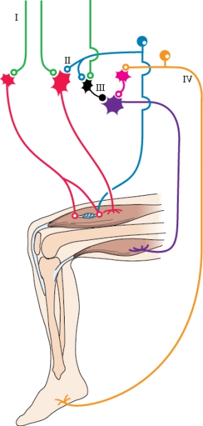 Refer to the figure shown.   The flexion-reflex afferent pathway originates with which neuron? A) I B) II C) III D) IV