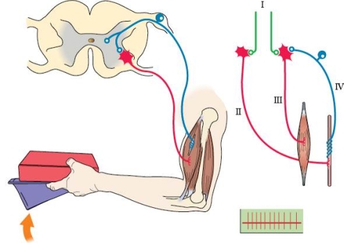 Refer to the figure shown.   Which caption best describes the figure? A)  Intrafusal fiber training B)  Response of intrafusal fibers to no load C)  Successful lengthening extrafusal fibers under load via coactivation D)  1a activated contraction of extrafusal fibers to lift heavy load