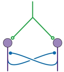 Refer to the figure shown.   In order to function effectively as an oscillatory network, the half-center model depicted in the figure must A)  include a cell that depolarizes spontaneously. B)  involve a mechanism for the activated neuron to stop signaling. C)  involve a mechanism for one of the neurons to start signaling first. D)  includes both excitatory and inhibitory synapses between the two neurons.