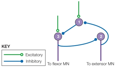 Refer to the figure shown.   In the closed-loop network depicted in the figure, stimulation from outside the network would cause cell 3 to fire A)  an indefinite train of action potentials. B)  action potentials until it is inhibited by the CNS. C)  action potentials as long as it receives stimulation from the CNS. D)  action potentials until it is inhibited by cell 1.