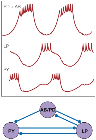 Refer to the figure shown.   If AB/PD fires first, which statement is true? A)  PY recovers the fastest and fires before LP B)  AB/PD activates firing of LP C)  LP and PY are activated and LP fires first D)  LP and PY are inhibited and LP recovers first and fires