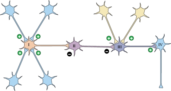 Refer to the figure shown.   Joey is lying in bed motionless. Which neuron in this figure is tonically active? A)  I B)  II C)  III D)  IV