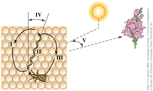 Refer to the figure shown.   Which number(s)  correspond(s)  to information about the direction of the food source, as indicated by the honeybee? A)  I and III B)  II and IV C)  IV D)  V