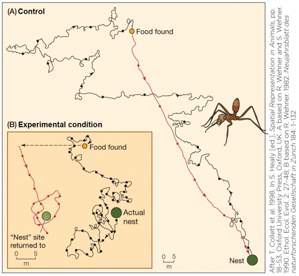 Refer to the figure shown.   What did the experimental procedure reveal? A)  Desert ants use trail following for homing. B)  Desert ants use path integration for homing. C)  Desert ants use compass navigation. D)  Desert ants use landmarks in navigation.