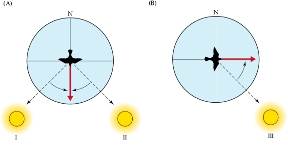 Refer to the figure shown.   Based on the information presented in the figure, this bird uses which type of navigational strategy? A)  Piloting B)  Compass navigation C)  Path integration D)  Map-and-compass navigation