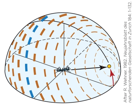Refer to the figure shown.   Which navigational strategy is illustrated by the figure? A)  Magnetic compass navigation B)  Polarized-light compass navigation C)  Sun compass navigation D)  Map-and-compass navigation