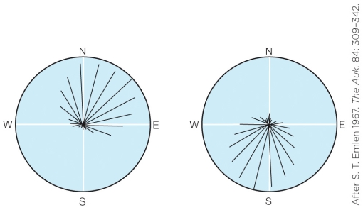Refer to the figure shown.   The illustration on the right represents an experimental treatment in which A)  the magnetic field was reversed. B)  circadian rhythm was shifted by 12 hours. C)  all sensory information was removed. D)  the star pattern was reversed.