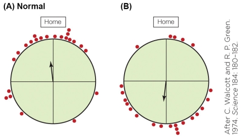 Refer to the figure shown.   The red dots in the figure represent the A)  direction faced by a pigeon that is about to be released. B)  distance traveled in a particular direction. C)  direction in which one pigeon was heading as it vanished over the horizon. D)  time of day when the pigeon flew off.