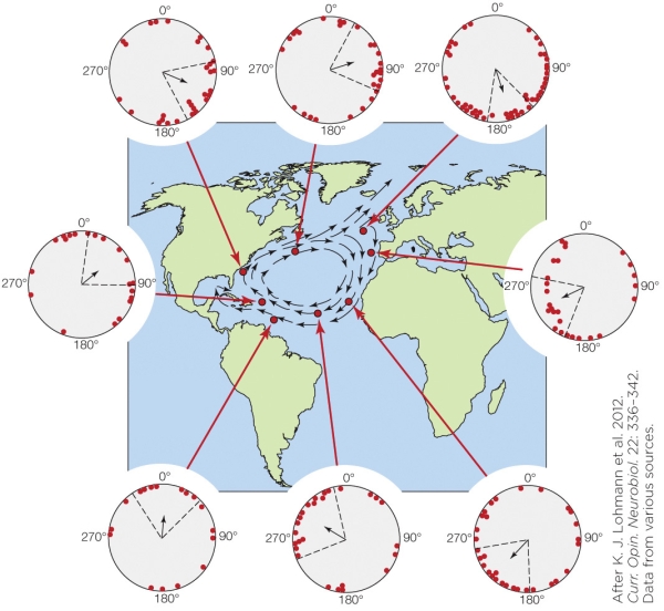 Refer to the figure shown.   The red dots on the compasses in the figure represent the A)  direction faced by the animal about to be released. B)  distance traveled in a particular direction. C)  mean angle of one animal's oriented movement. D)  time of day when the animal began to move.