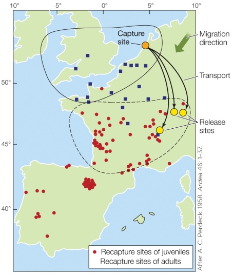 Refer to the figure shown.   Which is the most accurate conclusion that can be derived from the data illustrated in the figure? A)  Juvenile birds migrate for longer distances than adults do. B)  Captured birds respond differently from naturally migrating birds. C)  Migrating adult and juvenile starlings respond differently to displacement. D)  Juvenile birds compensate for displacement by using map-and-compass navigation.