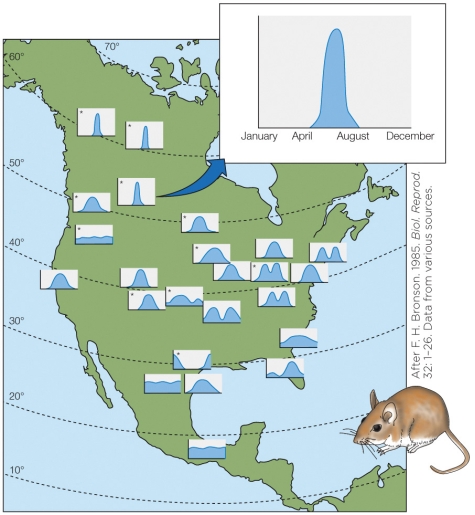 Refer to the figure shown.   The graphs in the figure represent the A) number of offspring produced in a given season. B) number of copulating animals in a given season. C) percentage of the population capable of reproducing. D) percentage of pregnant females as a function of the season.