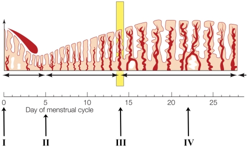 Refer to the figure shown.   What process is occurring at arrow III in the figure? A)  Ovulation B)  Estrous C)  Fertilization D)  Both ovulation and estrous