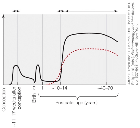 Refer to the figure shown.   The graph shows _______ during the life span of _______. A)  follicle stimulating hormone secretion and gamete production; humans B)  egg production; human females C)  testosterone secretion and sperm production; human males D)  reproductive capability; human females