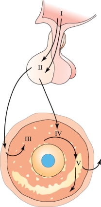 Refer to the figure shown.   A hormone released from location _______ stimulates the granulosa cells to convert androgens to estrogens using the action of the enzyme at location _______. A)  II; III B)  II; IV C)  III; IV D)  IV; V