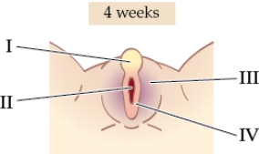 Refer to the figure shown.   Which letter in the figure corresponds to the precursor tissue to the shaft of the penis? A)  I B)  II C)  III D)  IV