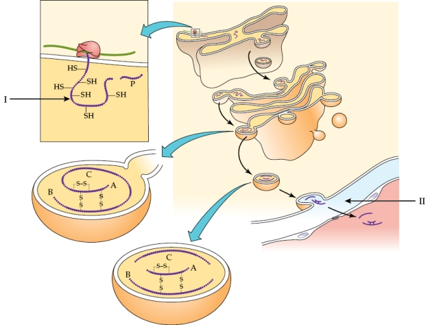 Refer to the figure shown.   What process is represented at arrow II? A)  Storage of insulin in vesicles B)  Release of insulin into the blood C)  Transporting of proinsulin to a different part of the cell, where it will mature into insulin D)  Release of insulin and C-peptide into the blood