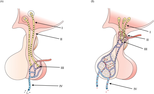 Refer to the figure shown.   Which statement regarding the arrows is true in both figures? A)  I represents secretion of a neurotransmitter. B)  II represents the neurohemal organ. C)  III represents release of a neurohormone into the general circulation. D)  IV represents venous outflow that includes the hormone.